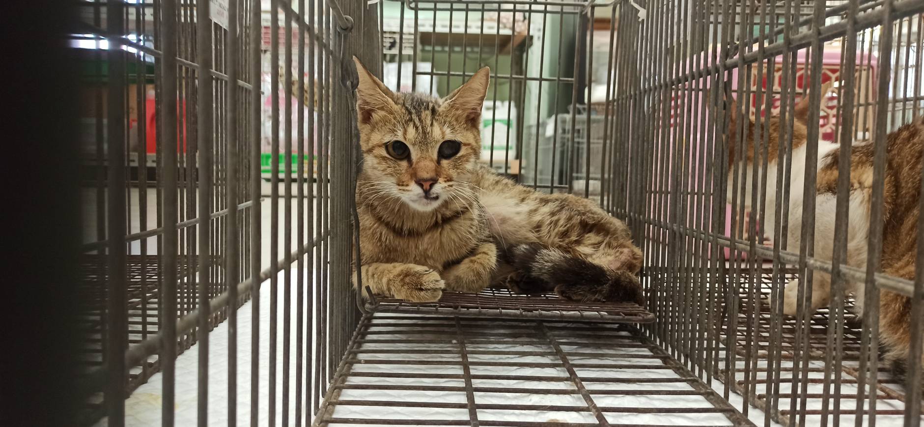 믹스묘 (암컷, 성묘), 소형, 보호소 번호 …4C02. 얼굴을 가까이서 본 모습이에요.