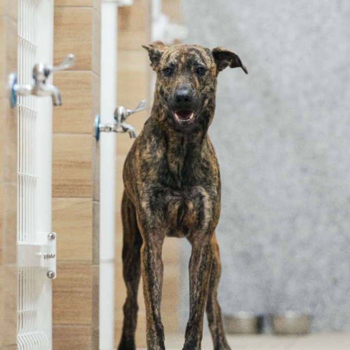 ミックス犬(メス・成犬・トラ)、大型, 施設番号 …6003. 顔のアップです。