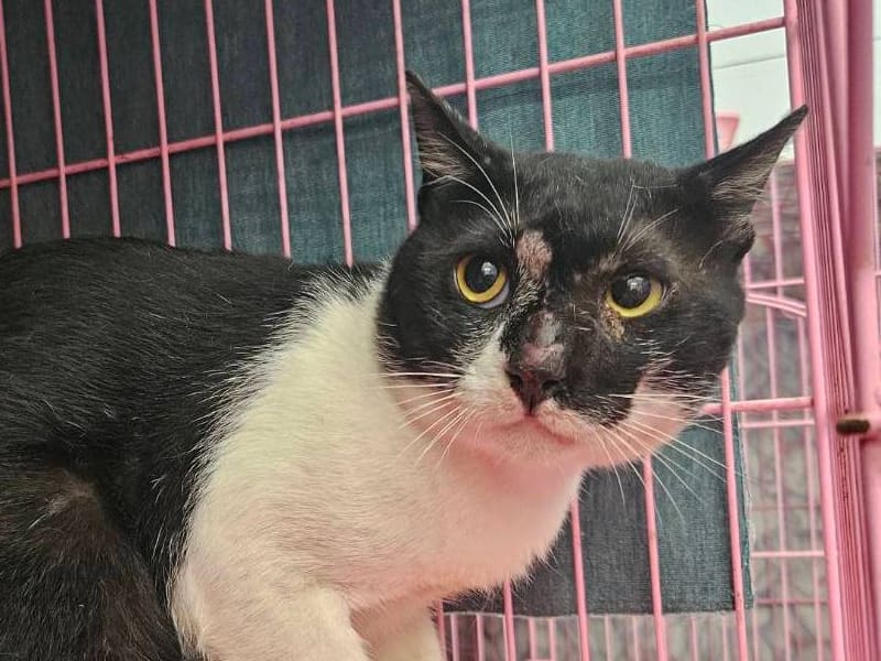 Black-and-white adult male mixed-breed cat, Medium, shelter no. …1101. Closer on the face.