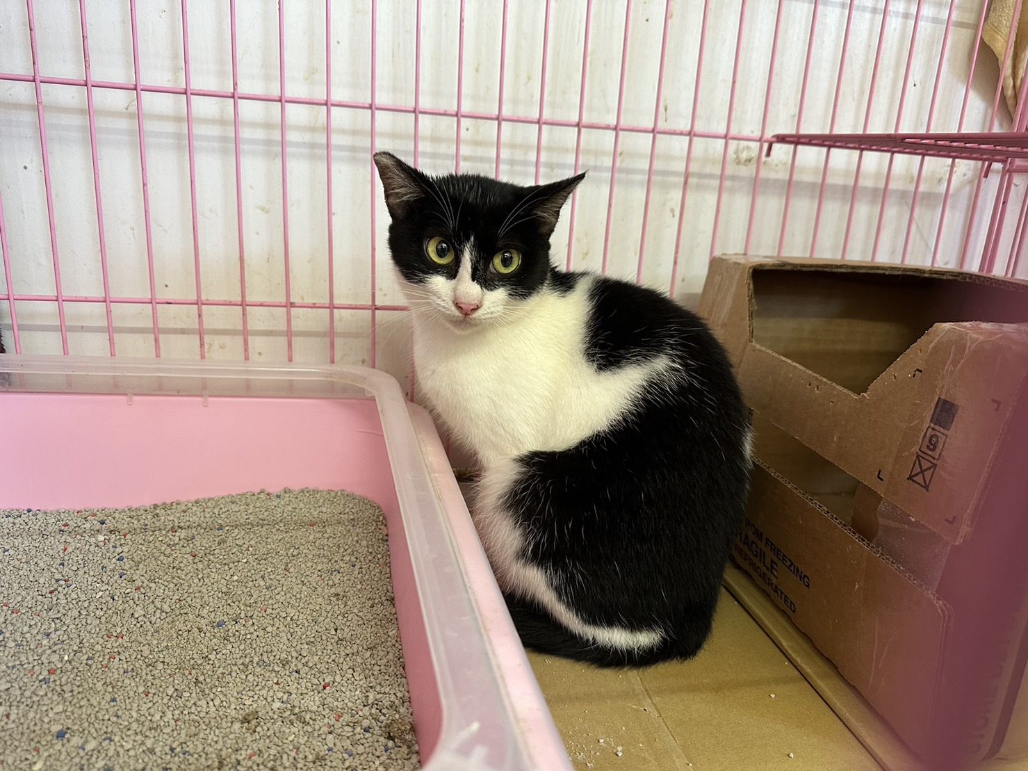 Chatte croisée femelle adulte (noir et blanc), Moyen, refuge n° …1003. Plus près du visage.