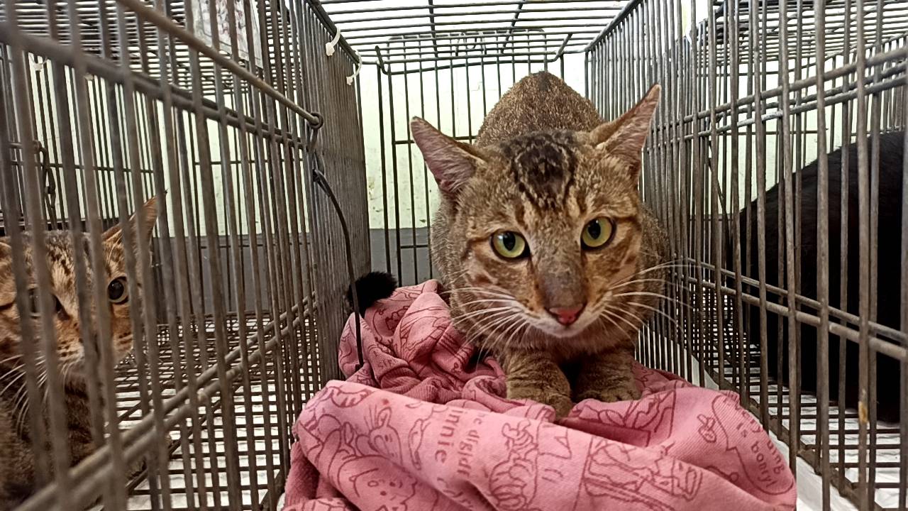 Adult male mixed-breed cat, Small, shelter no. …0C01