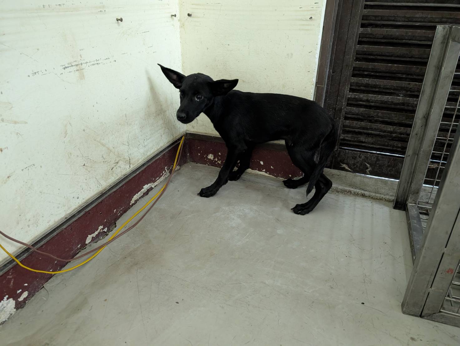 ミックス犬(メス・成犬・黒)、大型, 施設番号 …0905. 全身です。