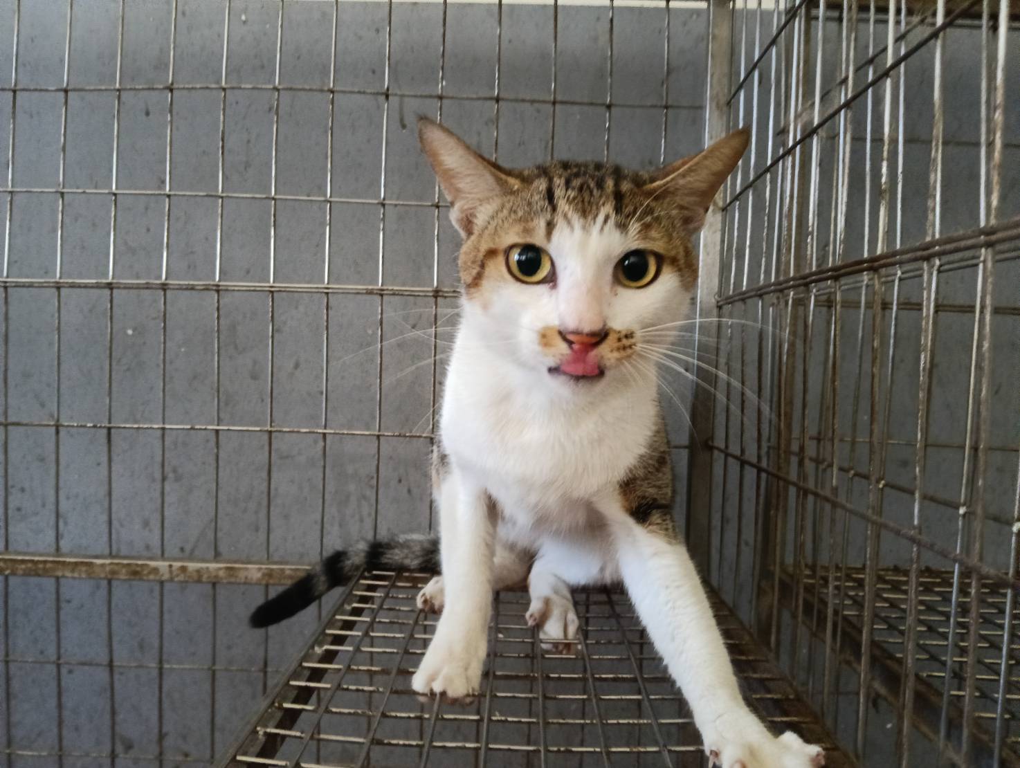 Tabby-and-white adult male mixed-breed cat, Medium, shelter no. …9002. Closer on the face.