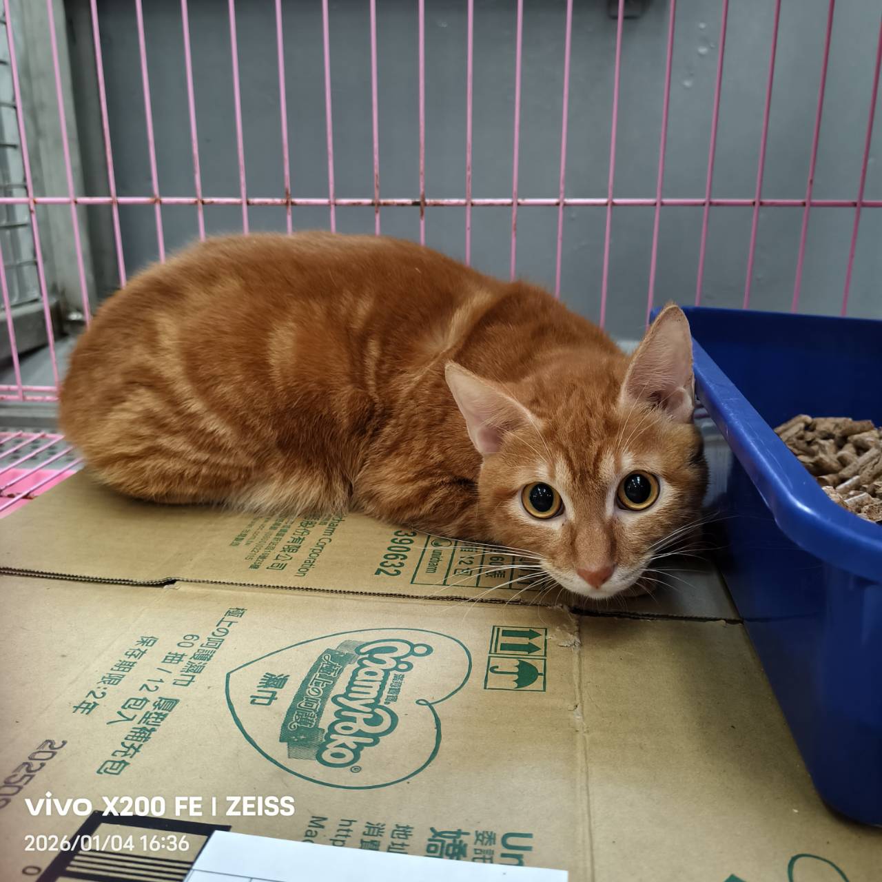 ミックス猫(オス・成猫・茶とトラ)、中型, 施設番号 …7005. 顔のアップです。
