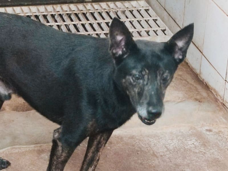 Black-and-tan adult male mixed-breed dog, Medium, shelter no. …2104. Closer on the face.