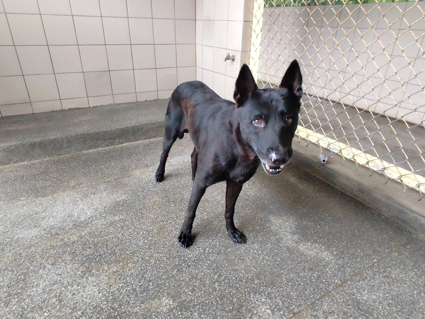 ミックス犬（オス・成犬・黒）、大型, 施設番号 …0402