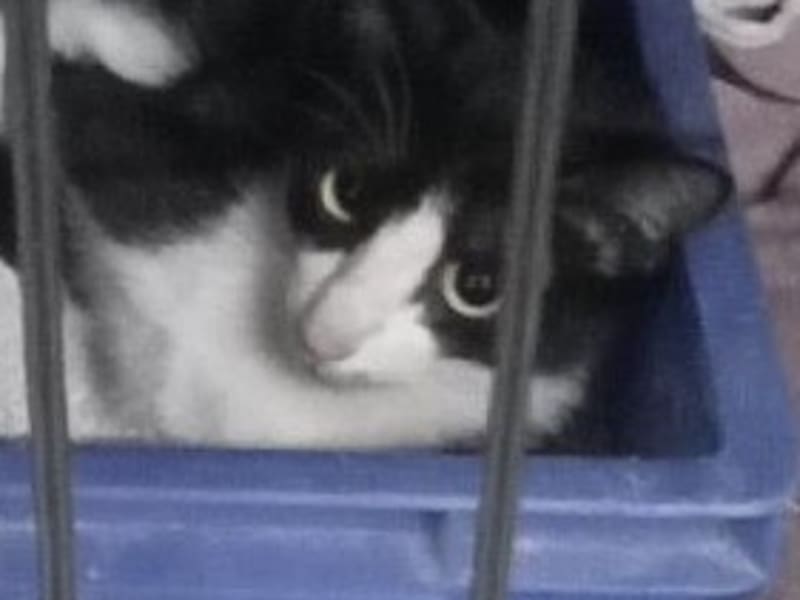 Black-and-white adult female mixed-breed cat, Medium, shelter no. …7008. Closer on the face.