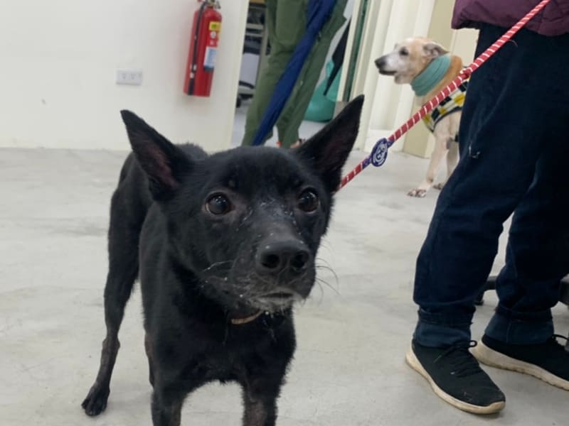 ミックス犬(メス・成犬・黒)、中型, 施設番号 …2901. 顔のアップです。