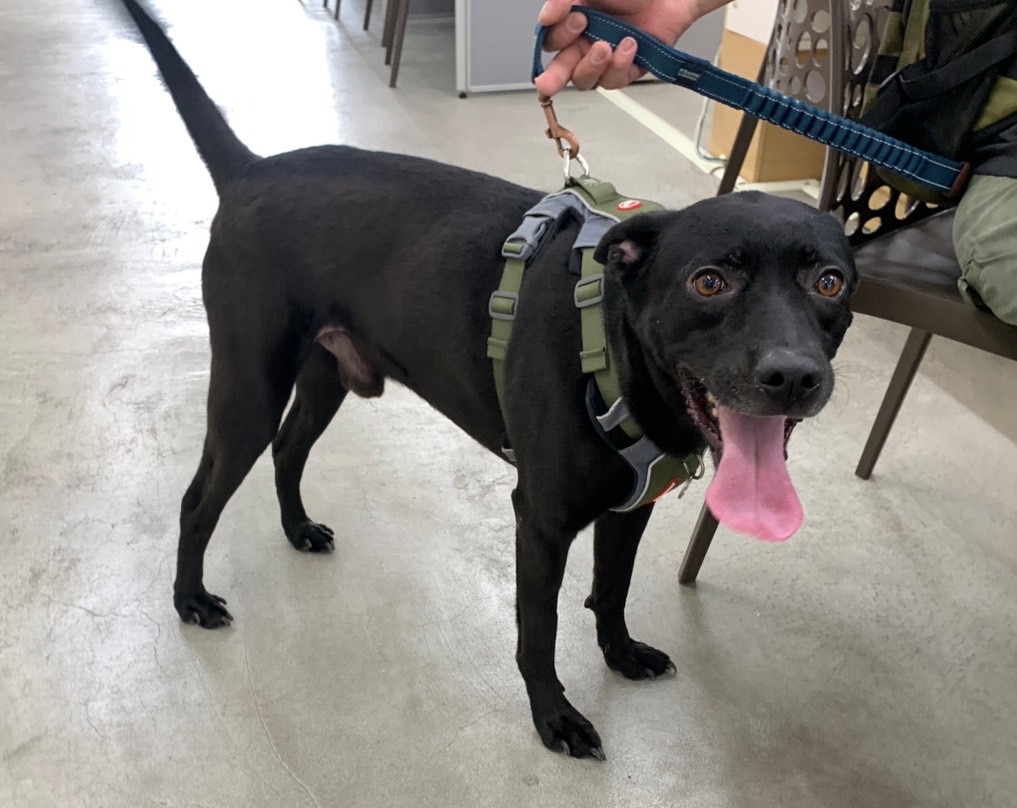 Black adult male mixed-breed dog, Medium, shelter no. …0803. Closer on the face.