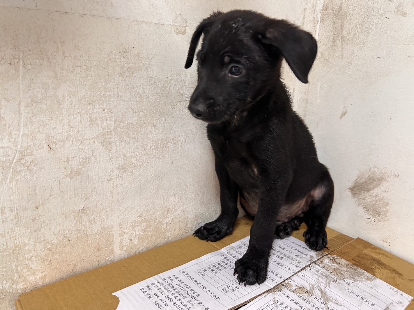 Chien croisé mâle adulte (noir), Petit, refuge n° …13-3
