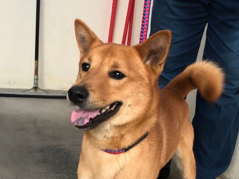 ミックス犬（オス・成犬・茶）、中型, 施設番号 …1307. 顔のアップです。