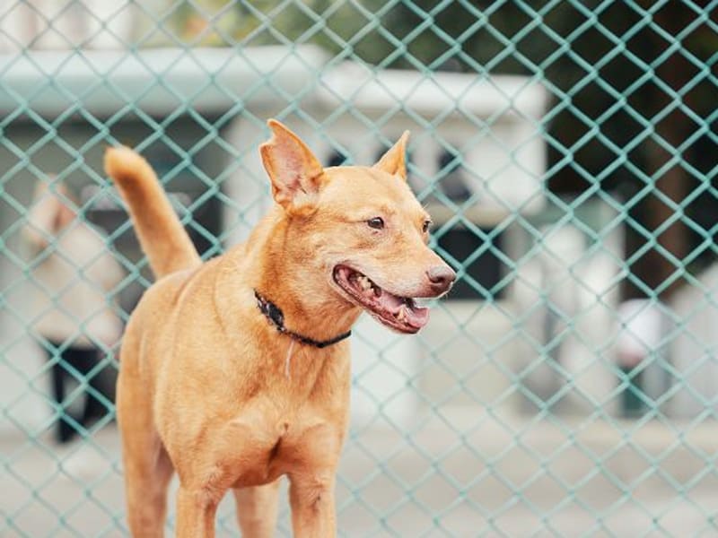 Perra mestiza hembra adulta (canela), Mediano, refugio n.º …2515. Más cerca de la cara.