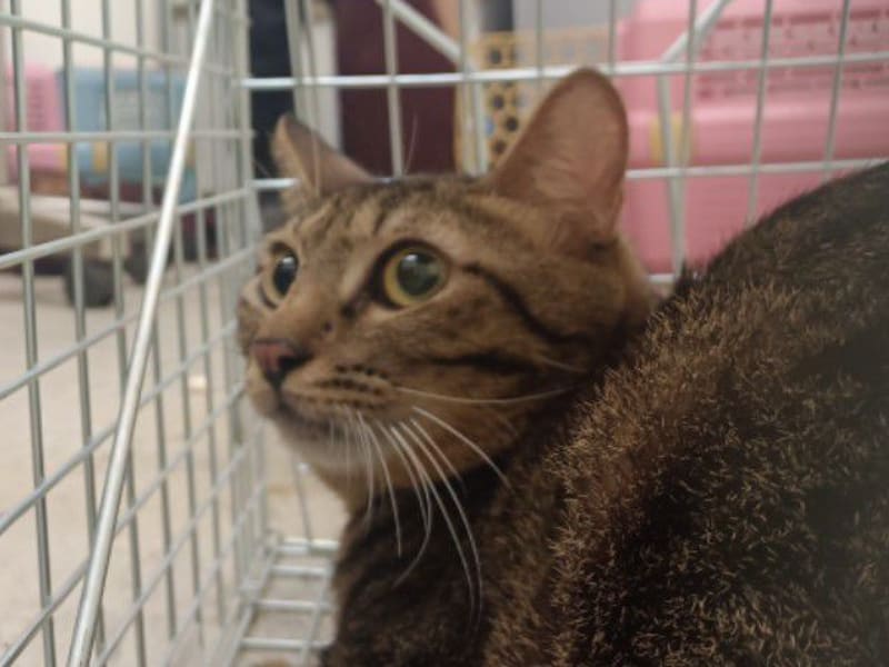 Tabby adult male mixed-breed cat, Medium, shelter no. …2302. Closer on the face.