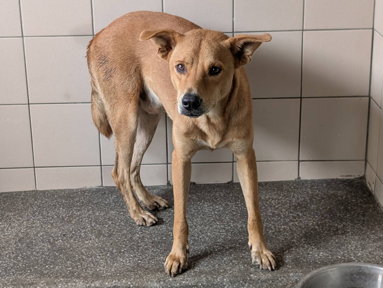 Perro mestizo macho adulto (canela), Grande, refugio n.º …0819. Más cerca de la cara.