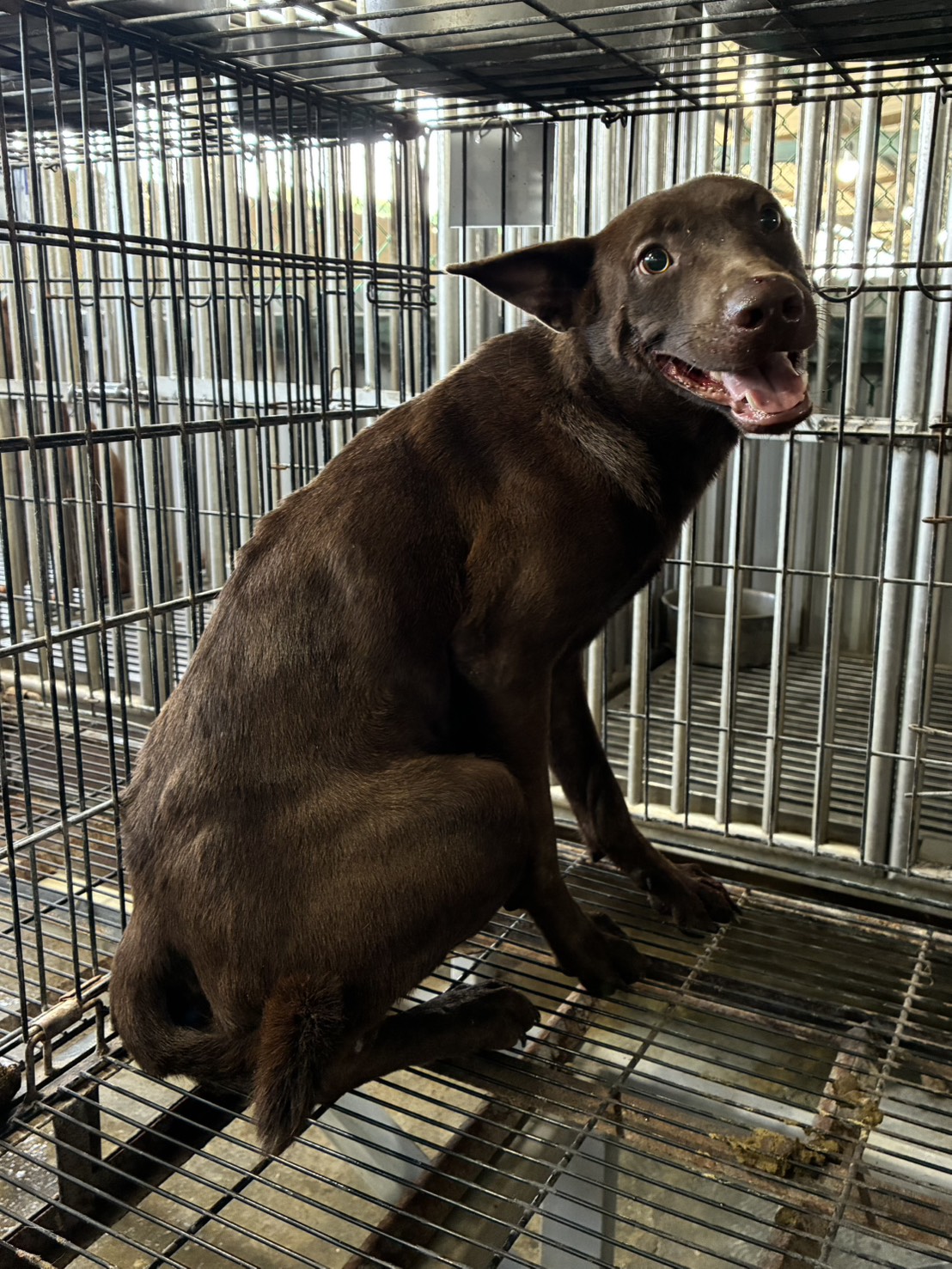 咖啡色成年公混种犬，中型, 收容编号 …0008