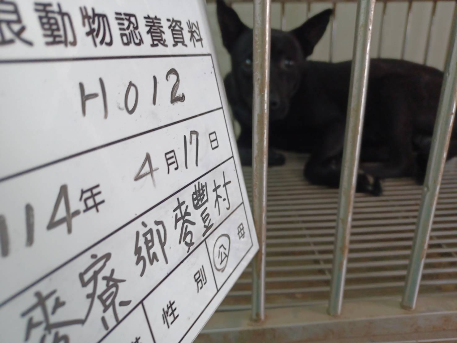 ミックス犬(オス・成犬・黒)、大型, 施設番号 …012D. 全身です。