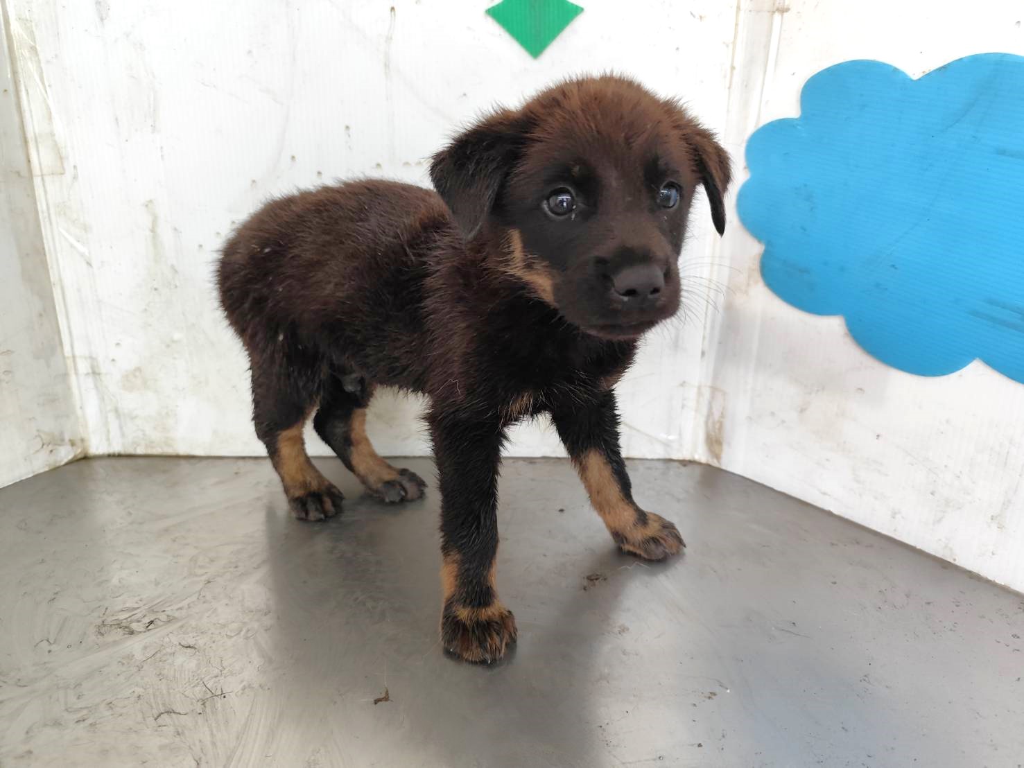 Black young male mixed-breed dog, Small, shelter no. …2915. Closer on the face.