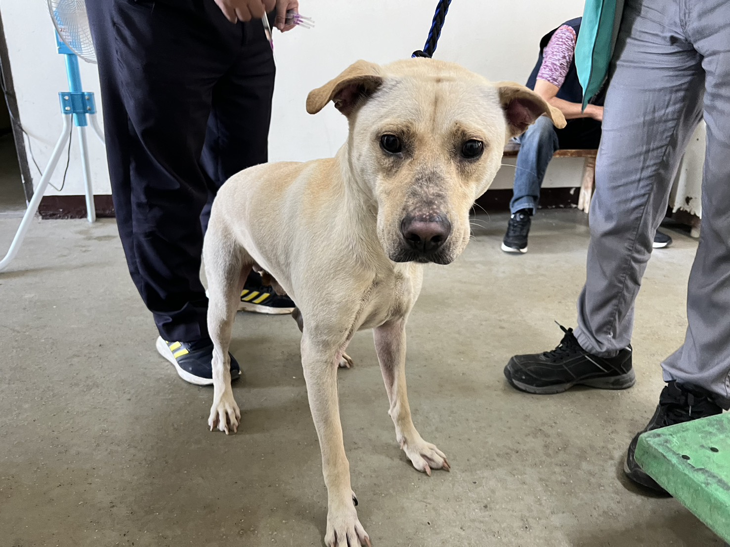 ミックス犬(オス・成犬・白)、中型, 施設番号 …4002. 顔のアップです。