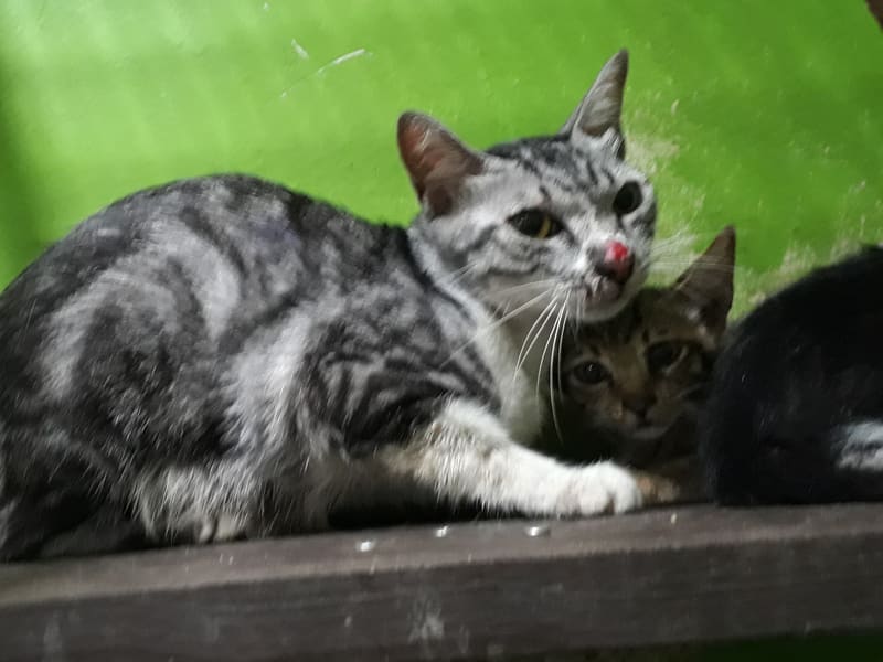 Chatte croisée femelle adulte (tigré), Moyen, refuge n° …C1-5. Plus près du visage.