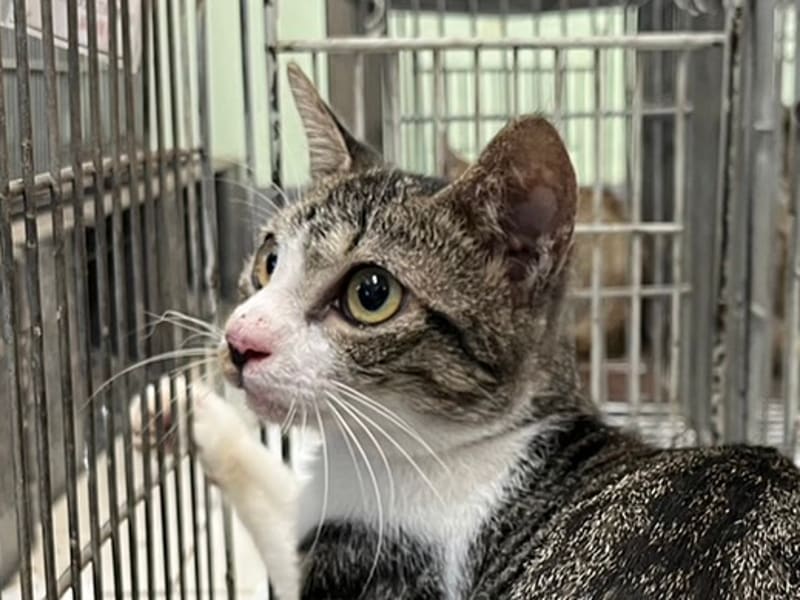 Gata mestiza hembra adulta, Pequeño, refugio n.º …2C04. Más cerca de la cara.