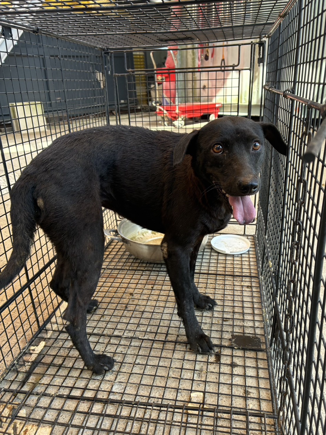 Perra mestiza hembra adulta (negro), Mediano, refugio n.º …1002. Más cerca de la cara.