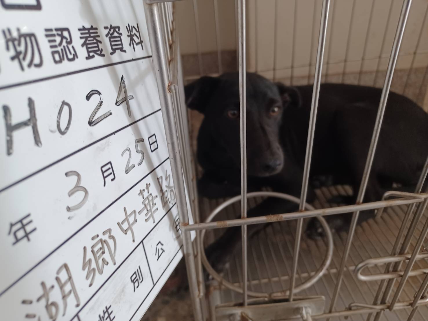 믹스견 (암컷, 성견, 검은색), 중형, 보호소 번호 …024D. 얼굴을 가까이서 본 모습이에요.