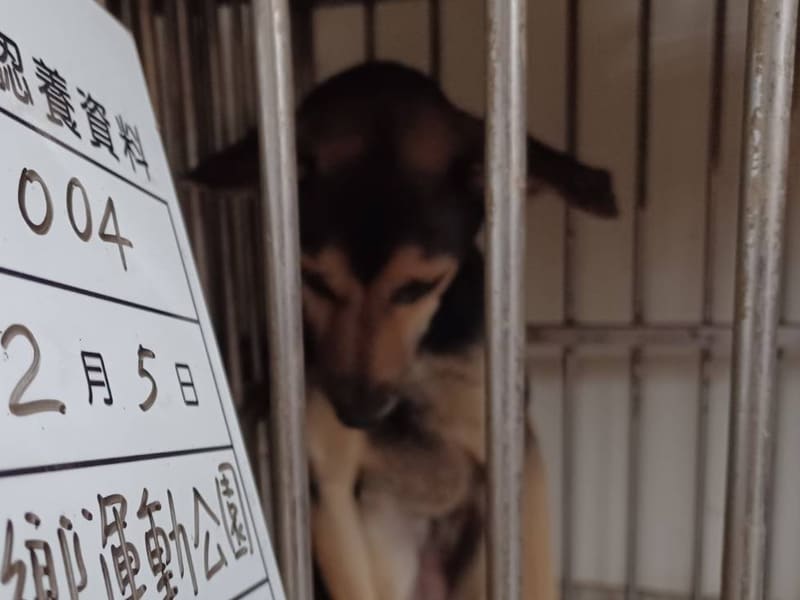 믹스견 (암컷, 성견, 검은색·황색), 대형, 보호소 번호 …004D. 얼굴을 가까이서 본 모습이에요.