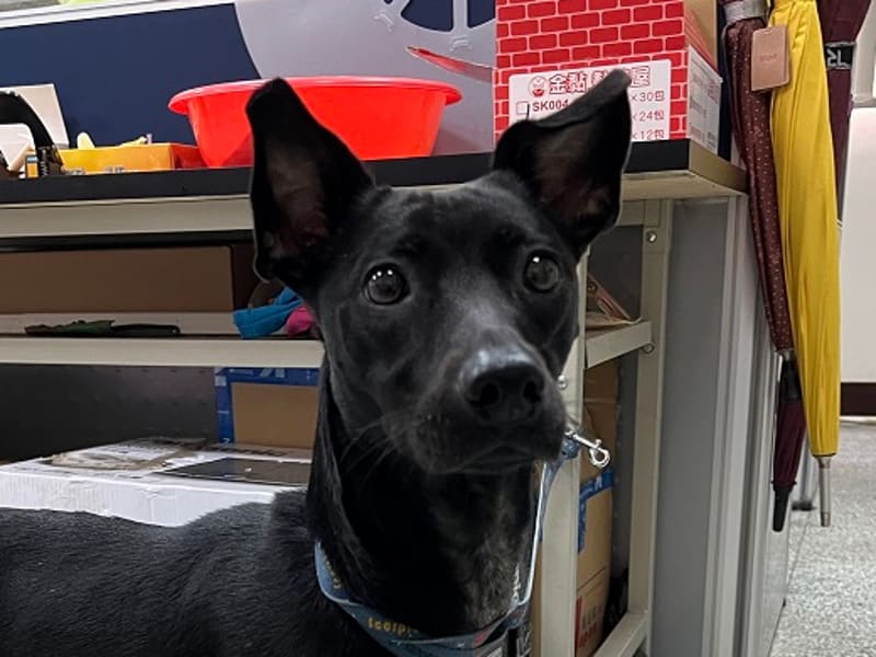 ミックス犬(メス・成犬・黒)、中型, 施設番号 …3001. 顔のアップです。