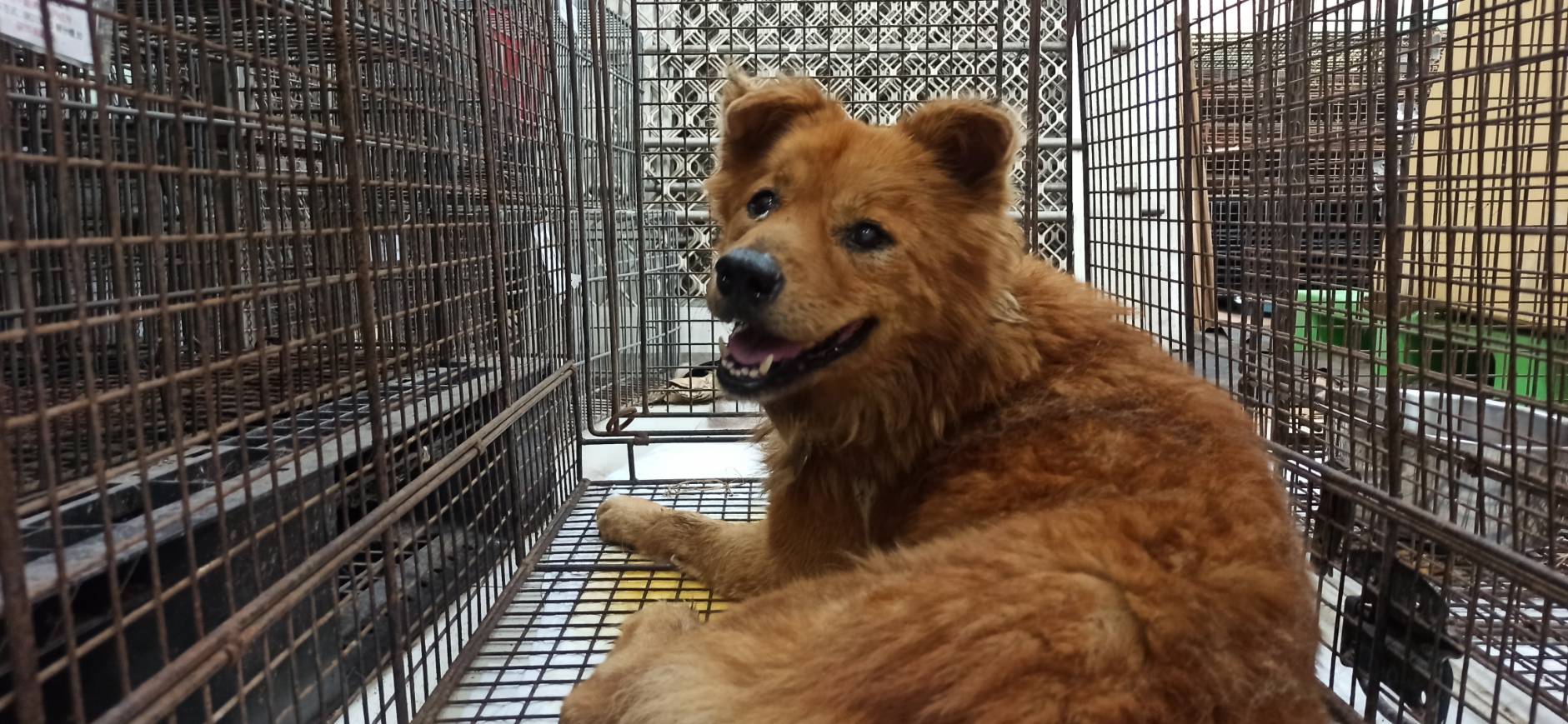 ミックス犬(オス・成犬・茶)、中型, 施設番号 …6D01. 全身です。