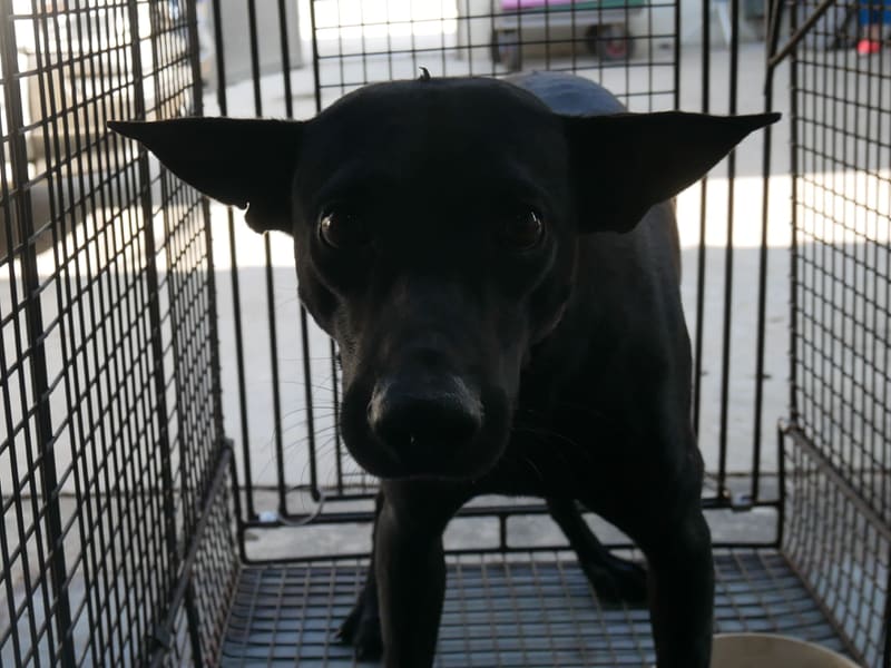 Chien croisé mâle adulte (noir), Moyen, refuge n° …1-13. Plus près du visage.