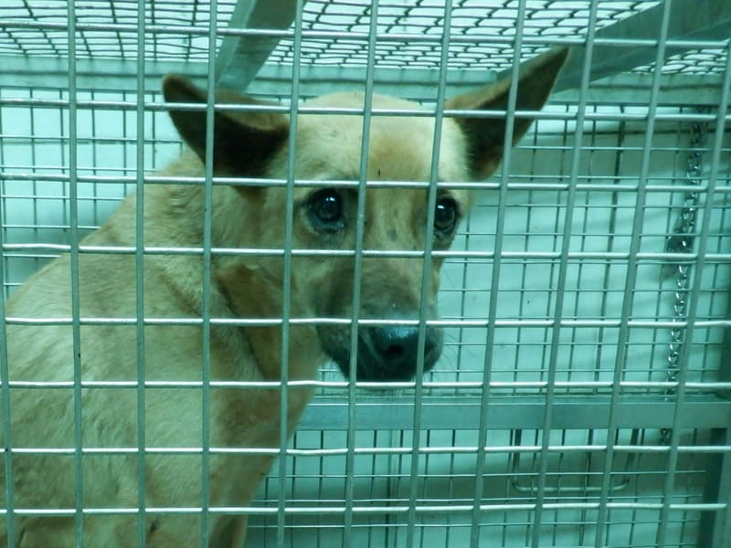 黄色成年母混种犬,中型, 收容编号 …3558. 脸部特写。