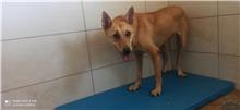 Tan adult female mixed-breed dog, Medium, shelter no. …1D01