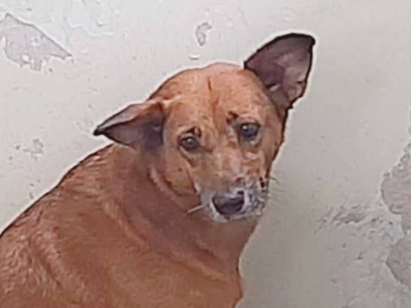 ミックス犬(メス・成犬・茶)、中型, 施設番号 …3001. 顔のアップです。