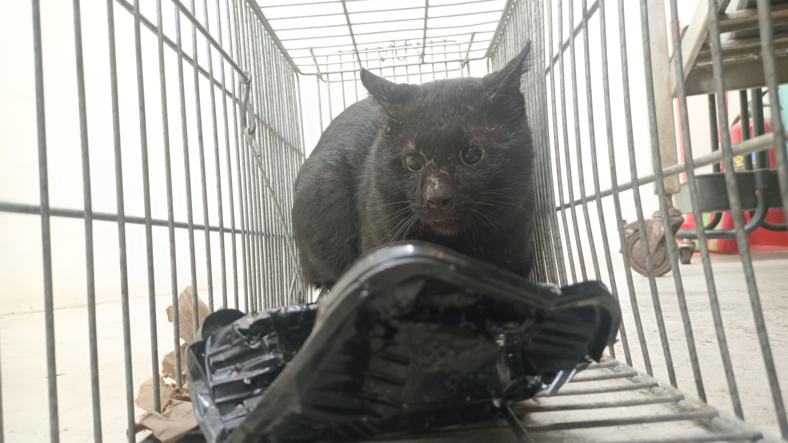 Gato mestizo macho adulto (negro), Mediano, refugio n.º …2902. Más cerca de la cara.