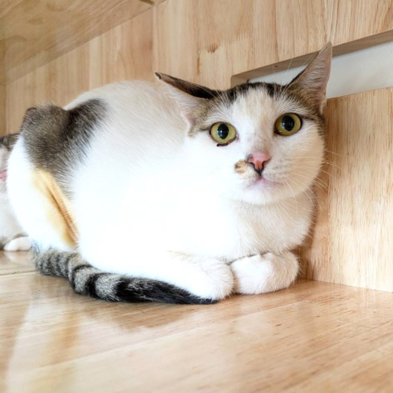 Tabby-and-white adult female mixed-breed cat, Medium, shelter no. …5002