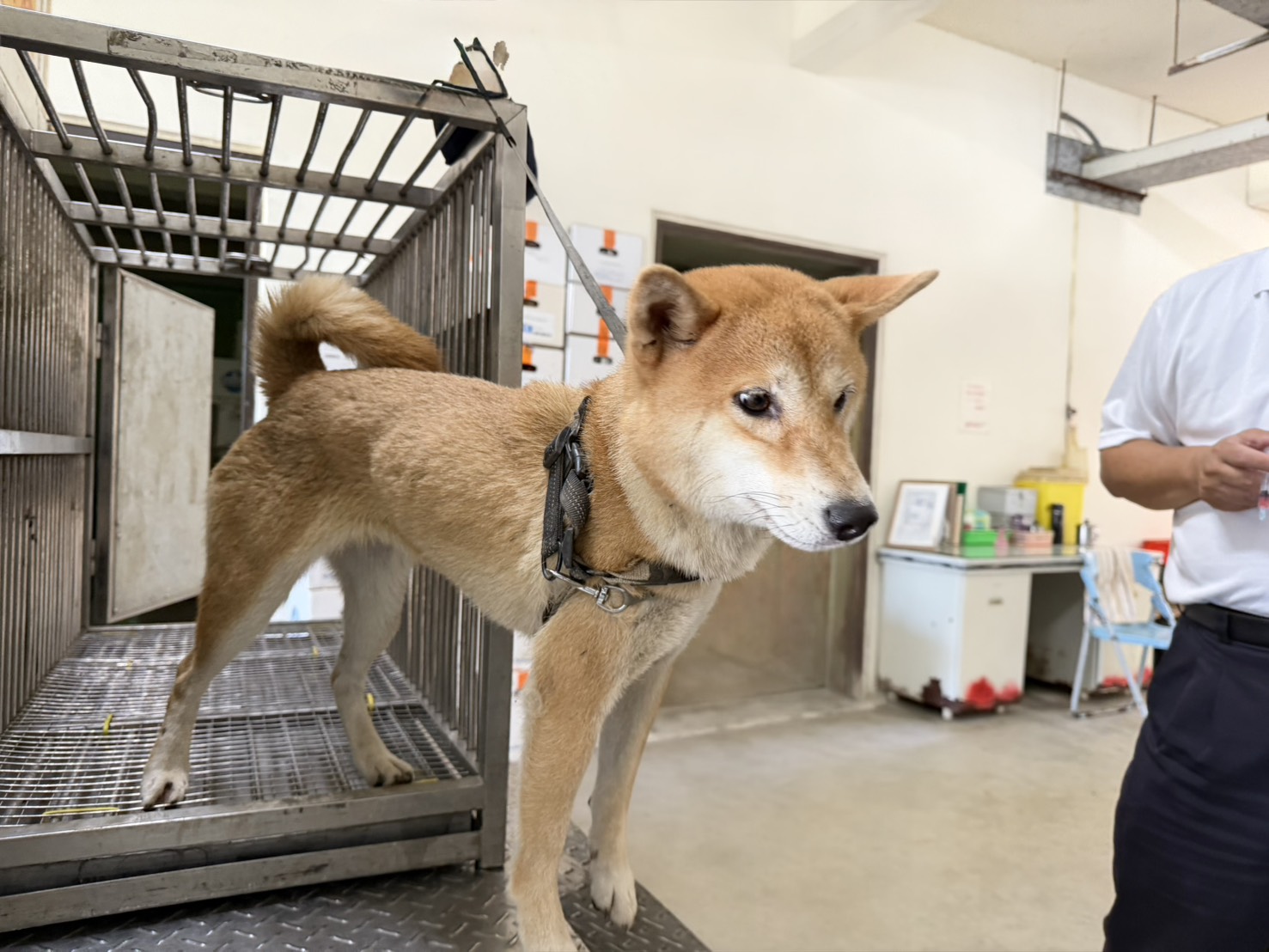 黄色成年母柴犬，中型, 收容编号 …7012