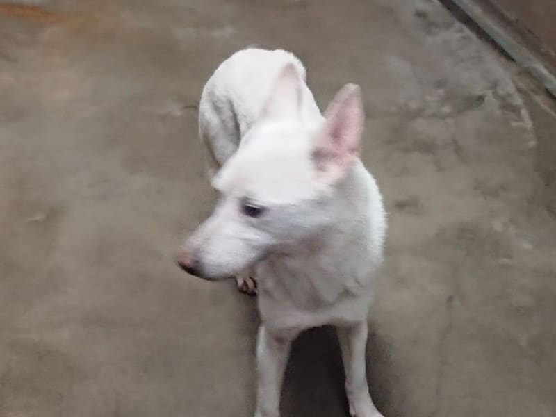 Chienne croisée femelle adulte (blanc), Moyen, refuge n° …0001. Plus près du visage.