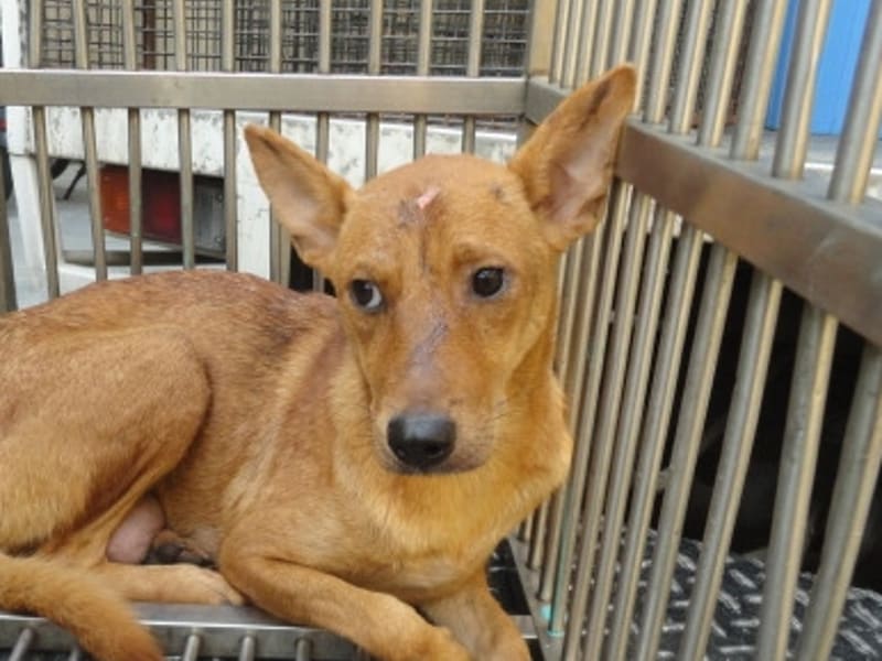 黄色成年母混种犬,中型, 收容编号 …2403. 脸部特写。