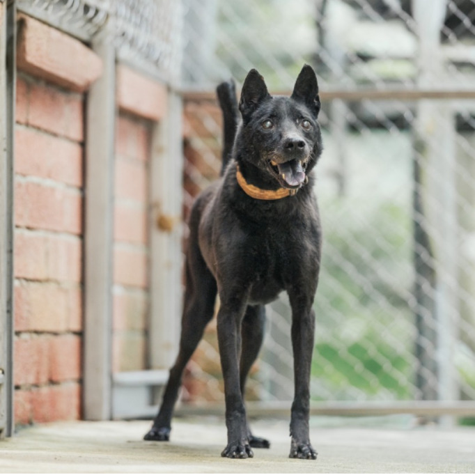 Chien croisé mâle adulte (noir), Moyen, refuge n° …9001. Plus près du visage.