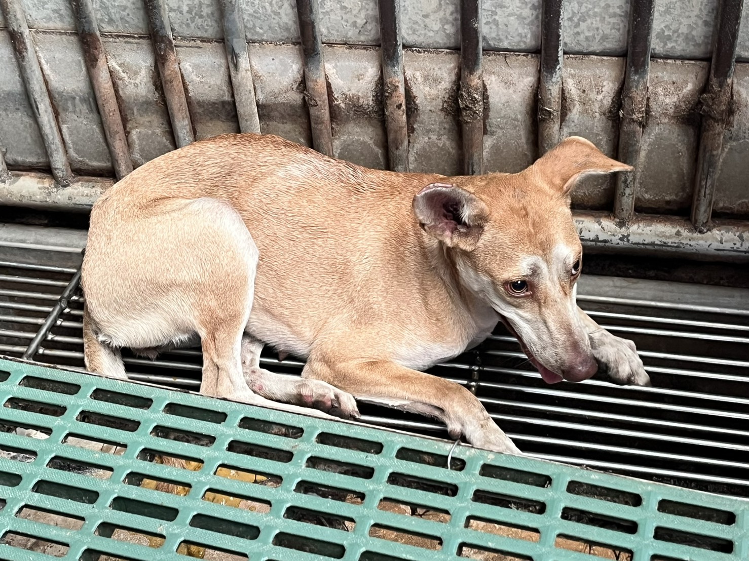 Asong halo ang lahi (Babae, Matanda na, dilaw at puti), Katamtaman, blg. ng shelter …3005. Mas malapit sa mukha.