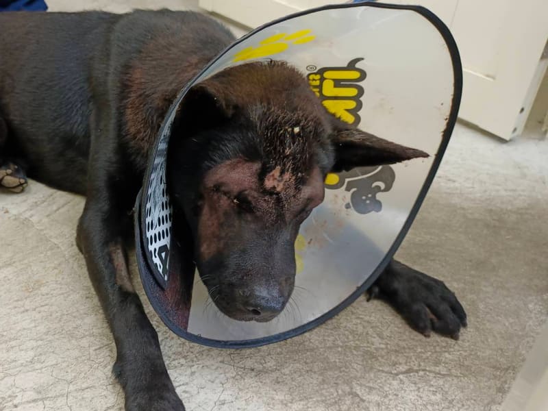 Perro mestizo macho adulto (negro), Mediano, refugio n.º …0203. Más cerca de la cara.