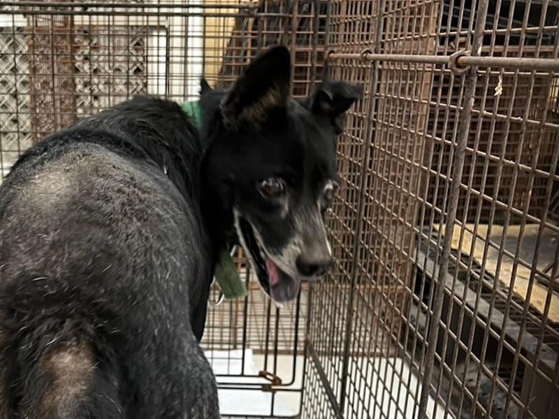 黑色成年公混种犬,中型, 收容编号 …5D01. 脸部特写。