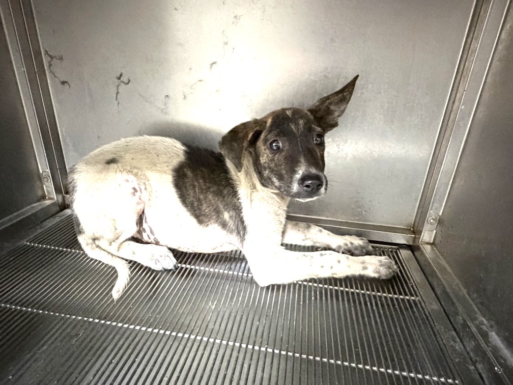 Perro mestizo macho adulto (manchado), Pequeño, refugio n.º …6Q13. Más cerca de la cara.