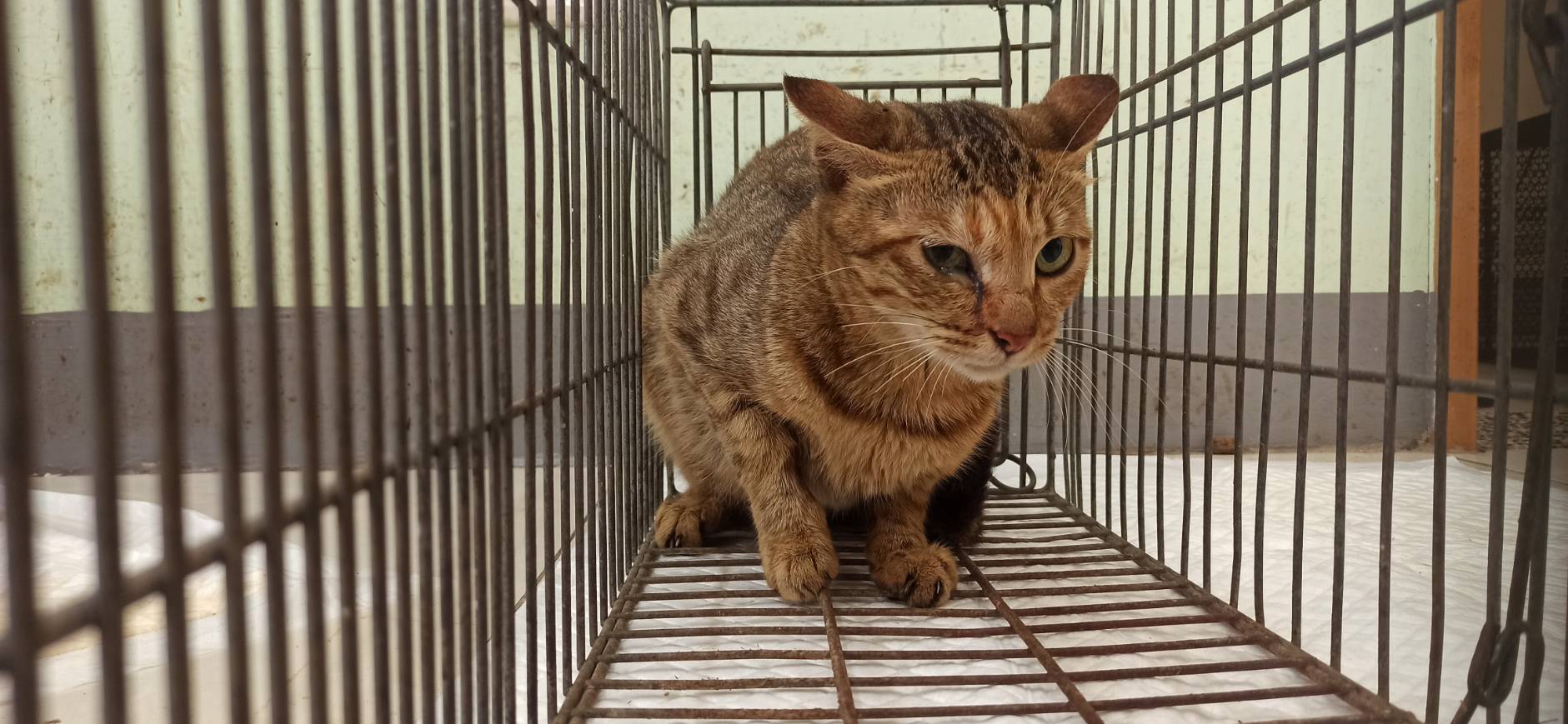 ミックス猫(メス・成猫)、小型, 施設番号 …9C01. 全身です。