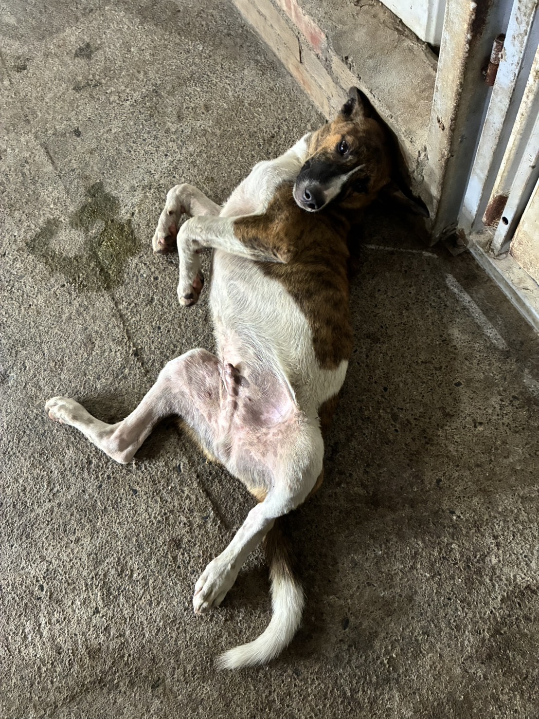 Chien croisé mâle adulte (tigré et blanc), Moyen, refuge n° …1006. Plus près du visage.