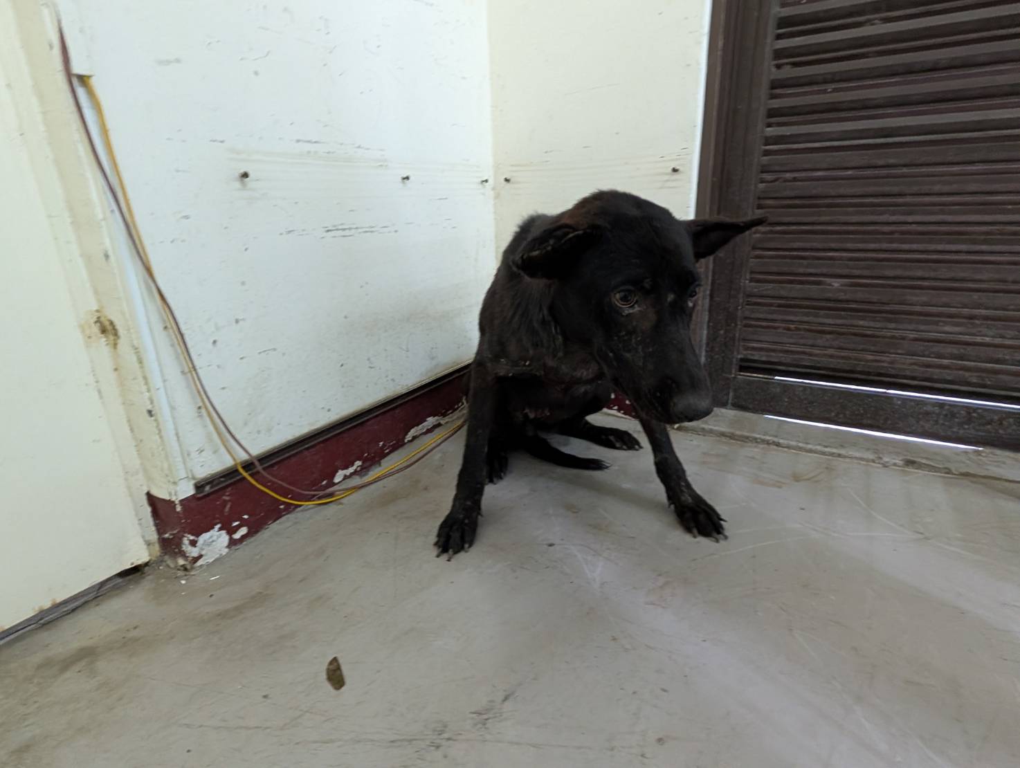 Black adult female mixed-breed dog, Large, shelter no. …0702. The whole animal.