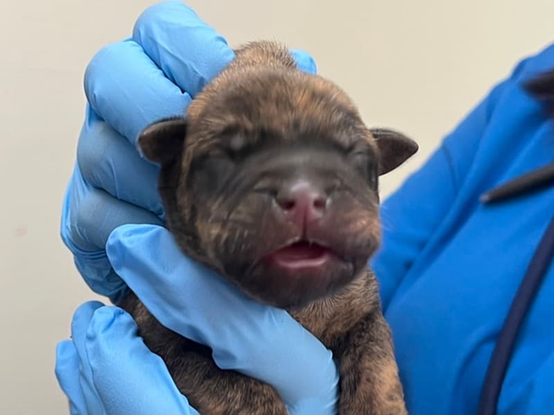 ミックス犬（オス・若い・トラ）、小型, 施設番号 …3105. 顔のアップです。