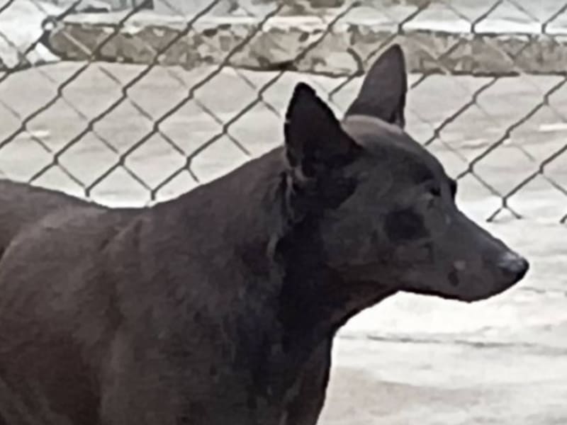Perro mestizo macho adulto (negro), Grande, refugio n.º …022D. Más cerca de la cara.