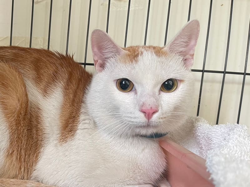 Gato mestizo macho adulto (canela y blanco), Mediano, refugio n.º …2403. Más cerca de la cara.
