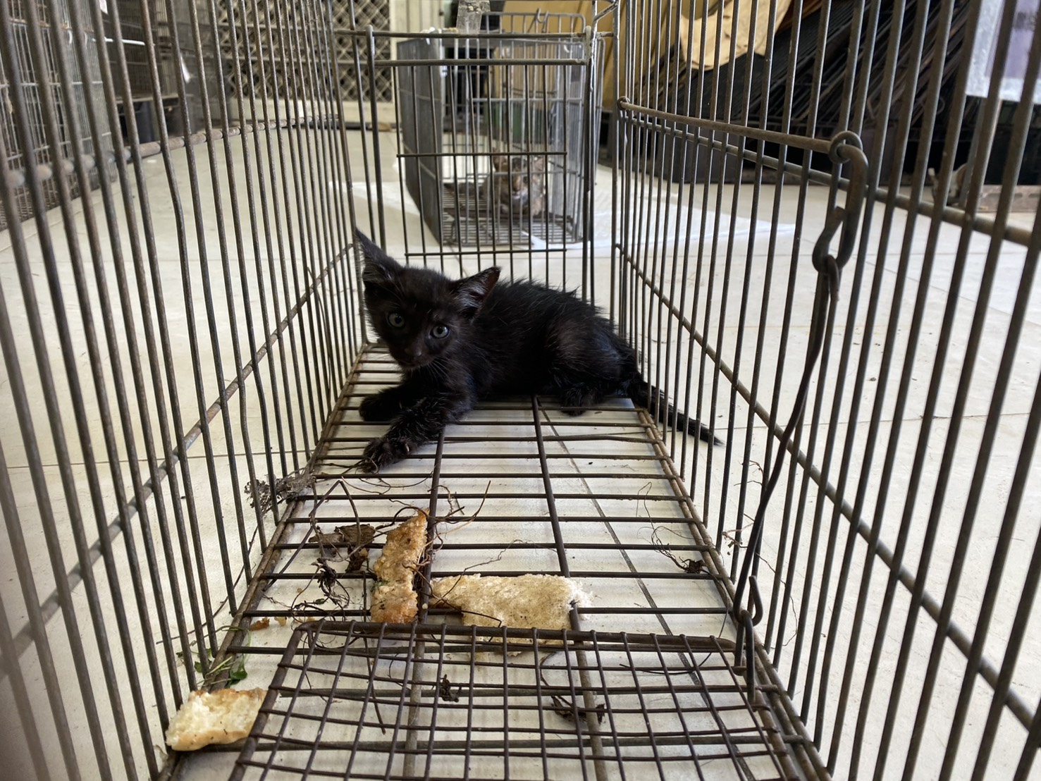 Pusang halo ang lahi (Babae, Bata, itim), Maliit, blg. ng shelter …3C04. Ang buong hayop.